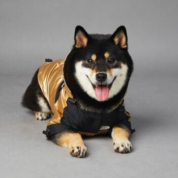 Sweat à capuche pour chien The North Face - 2025 - Doglovedesign : Vêtement et accessoires pour chiens Sweat à capuche pour chien The North Face - 2025 - Doglovedesign : Vêtement et accessoires pour chiens