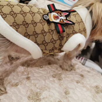 Veste pour chien Gucci | 2024