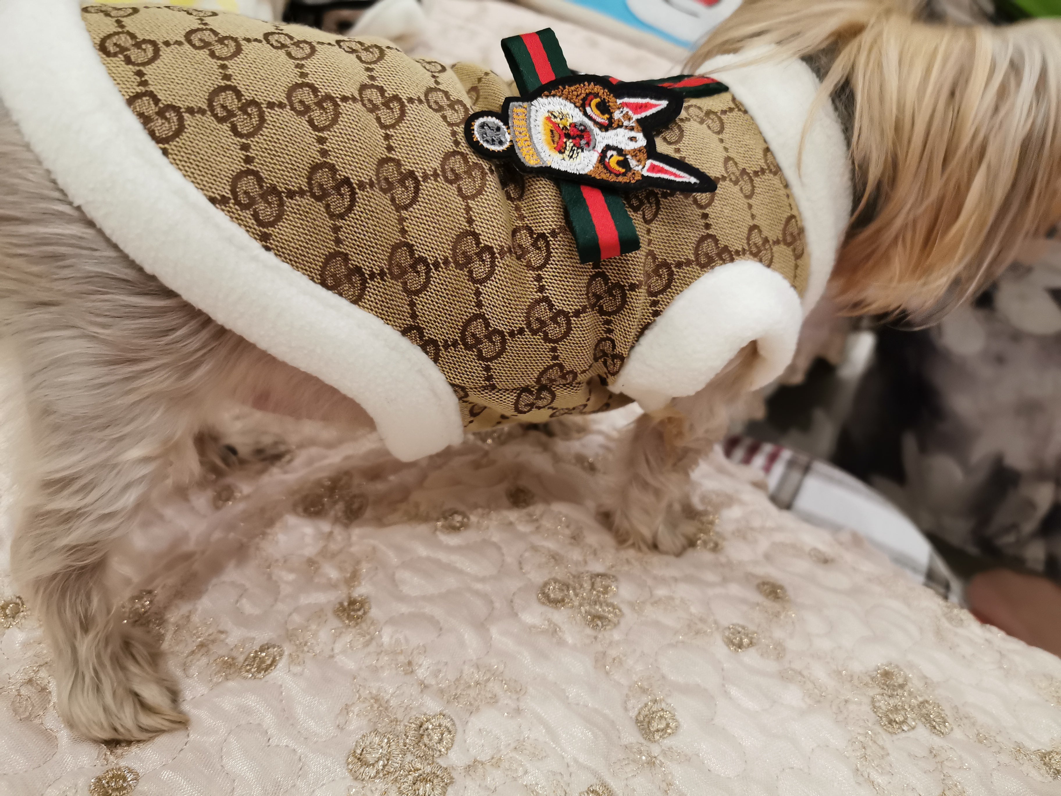 Veste pour chien Gucci | 2024