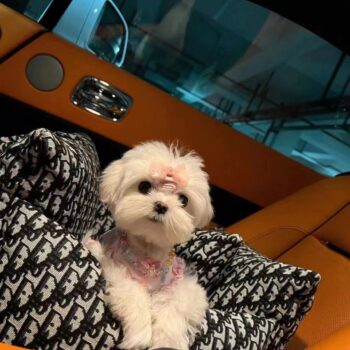 Sac de transport Voiture pour chien Dior ou Gucci | 2024