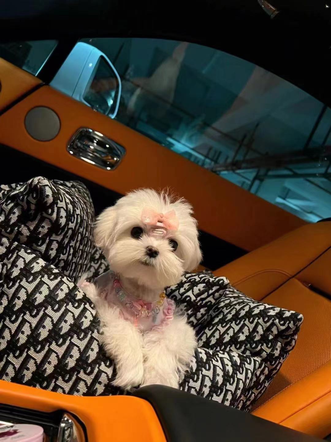 Sac de transport Voiture pour chien Dior ou Gucci | 2024