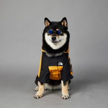 Sweat à capuche pour chien The North Face - 2025 - Vêtement et accessoires pour chiens - Doglovedesign