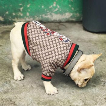 Veste pour chien Gucci | 2024