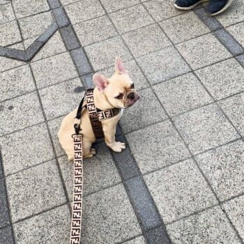 Laisse et Harnais Fendi Noir et Blanc - Élégance Canine | 2024