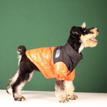 Veste pour chien The North Face | 2024