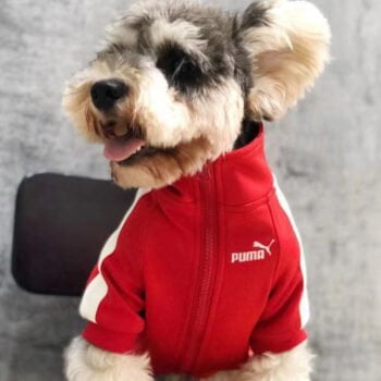 Veste pour chien Puma | 2024