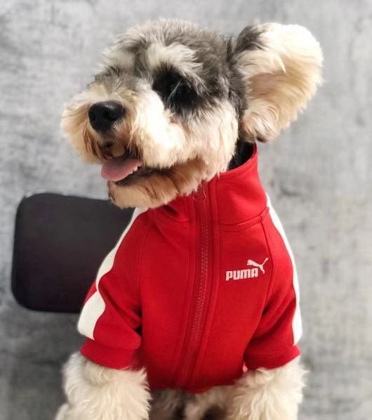 Veste pour chien Puma | 2024