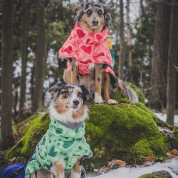 Sweat à capuche pour chien | 2024