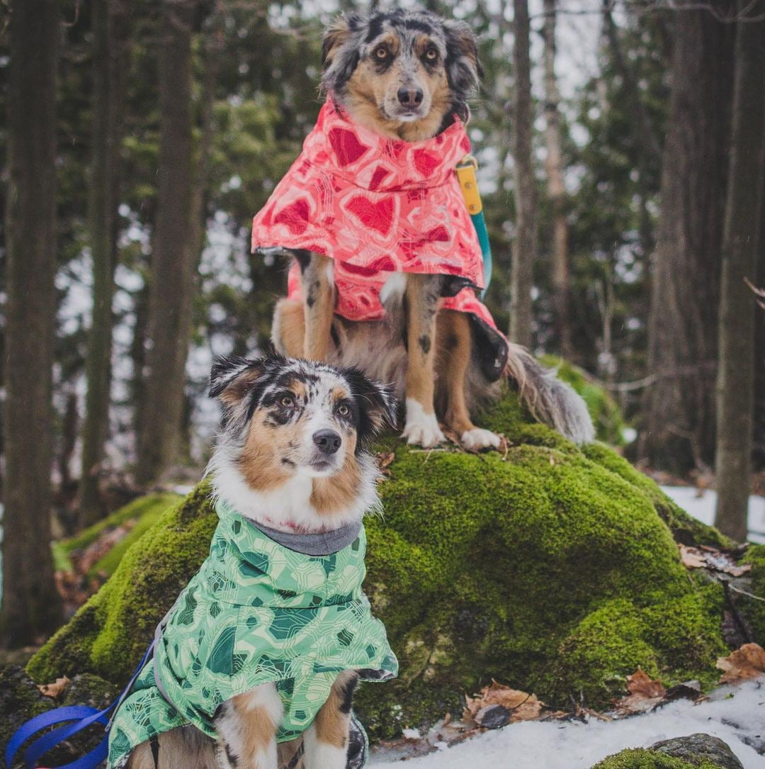 Sweat à capuche pour chien | 2024