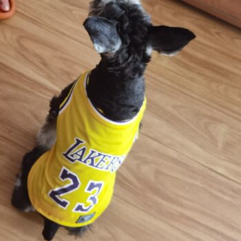 Gilet sans manches pour chien Basketball | 2024