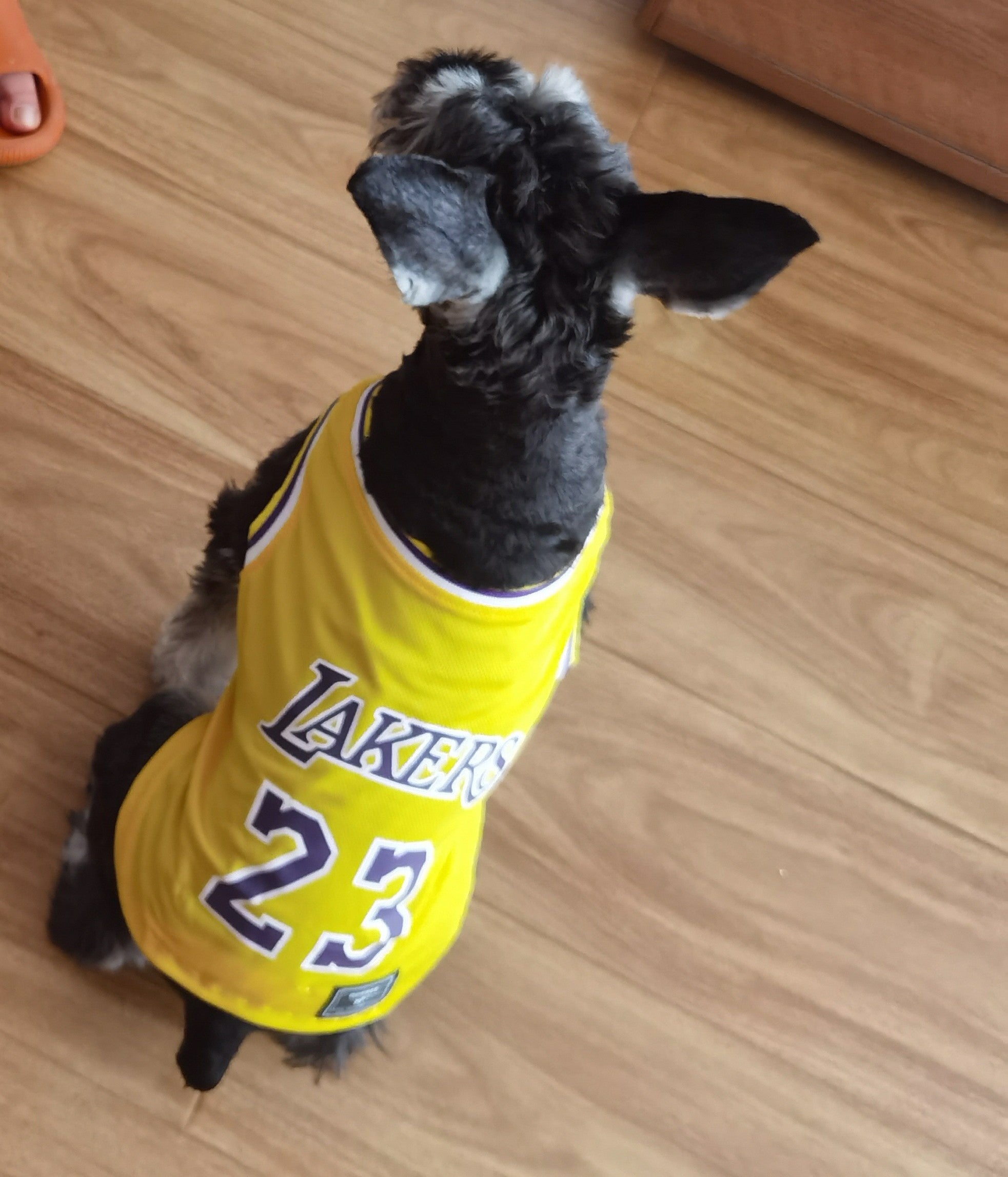 Gilet sans manches pour chien Basketball | 2024