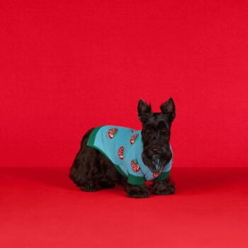 Pull pour chien Gucci | 2024