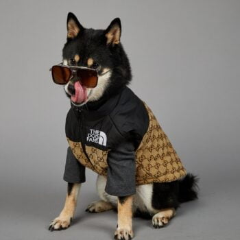 Veste pour chien Pawcci - 2025 - Vêtement et accessoires pour chiens - Doglovedesign