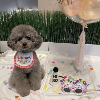 Bandana Anniversaire pour chiens | 2024