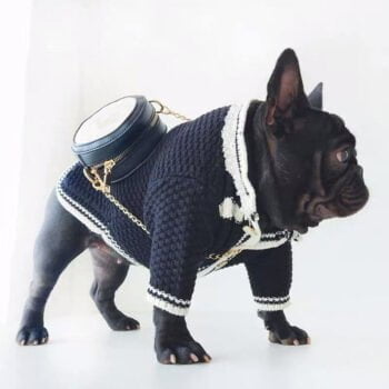 Pull pour chien Chanel | 2024