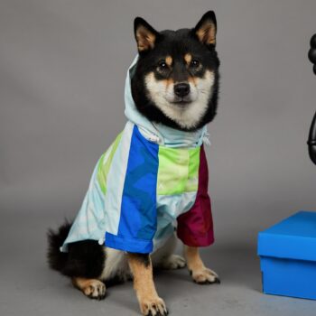 Sweat à capuche pour chien The North Face | 2024