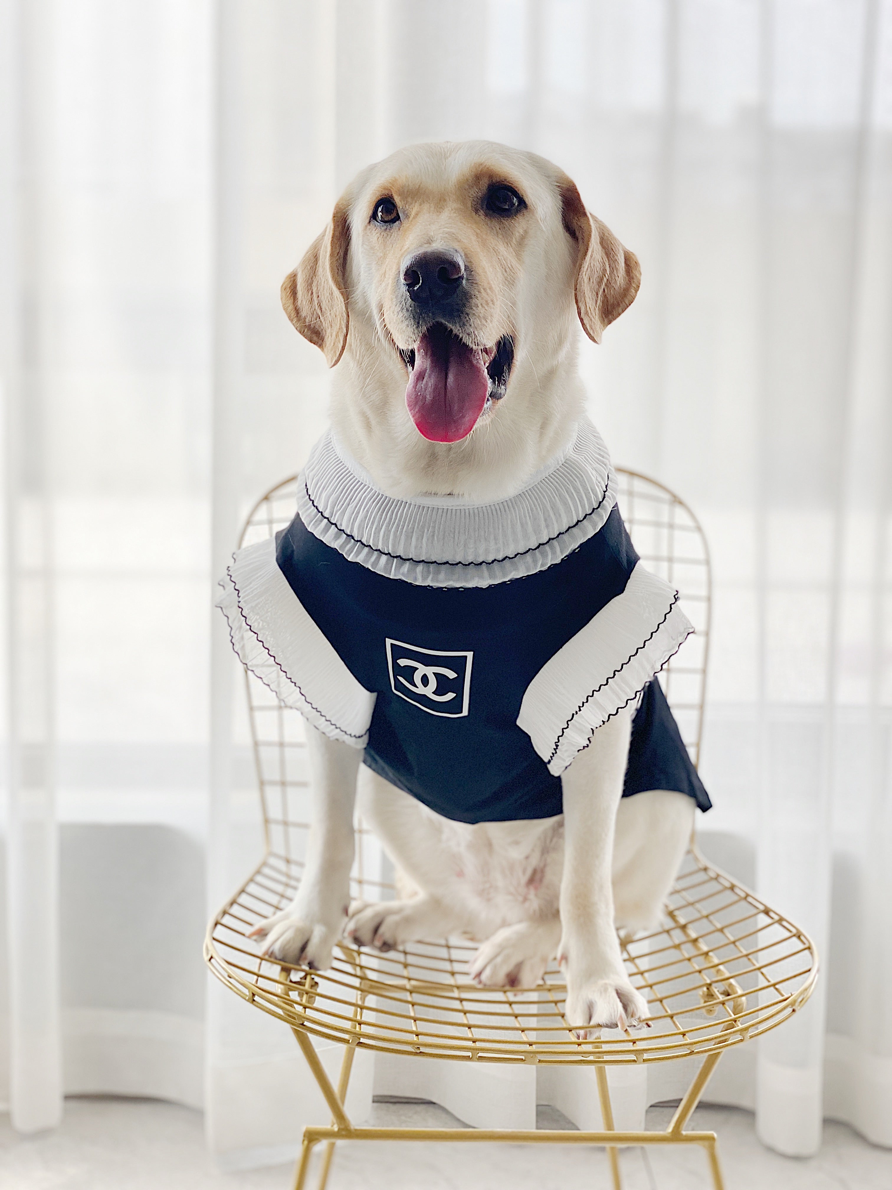 Vêtements Grands Chiens Chanel | 2025