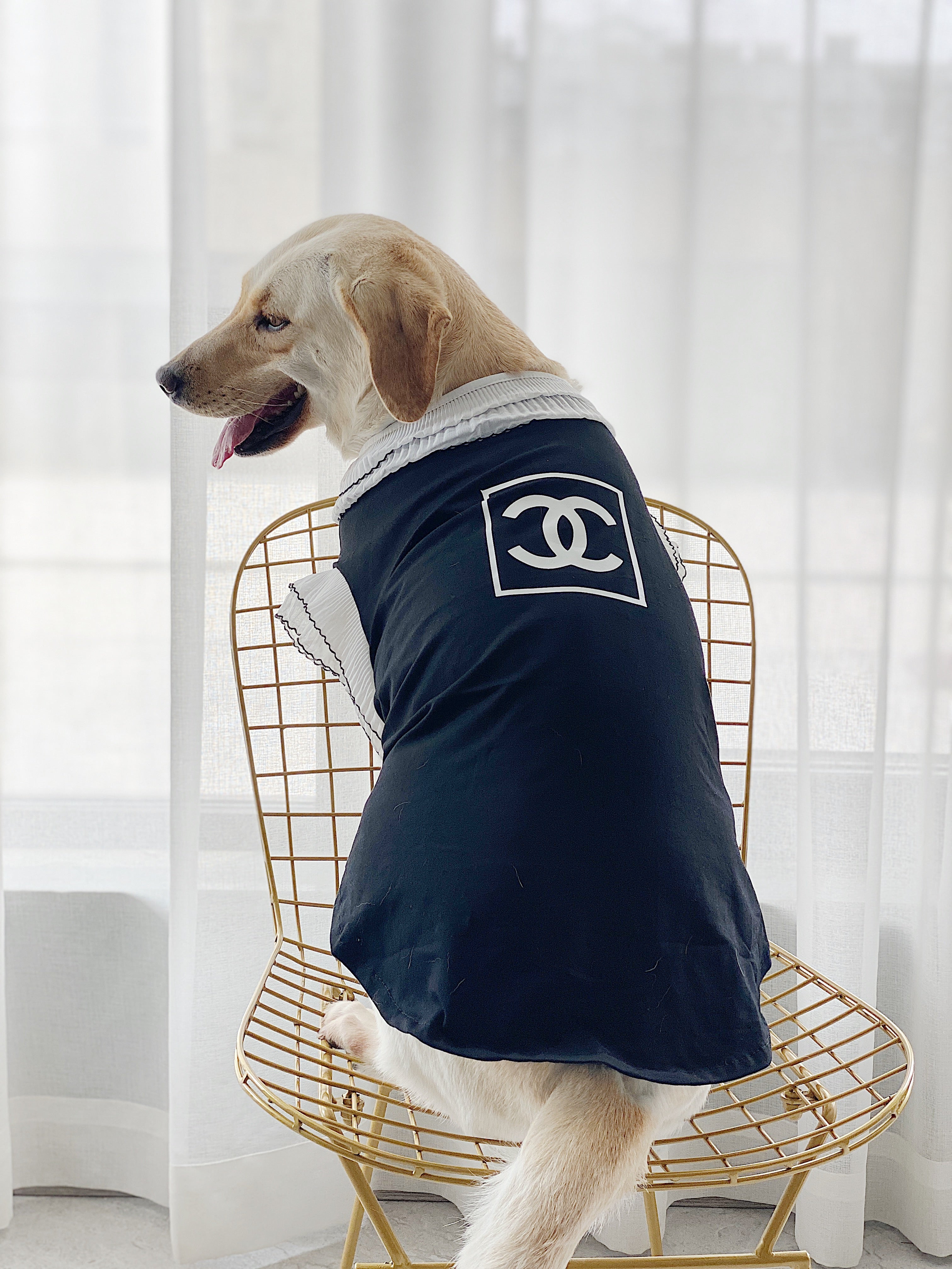 Vêtements Grands Chiens Chanel | 2025