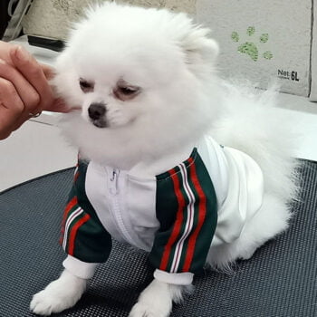 Veste pour chien Gucci | 2024