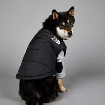 Manteau de luxe THE DOG FANS - 2025 - Doglovedesign : Vêtement et accessoires pour chiens