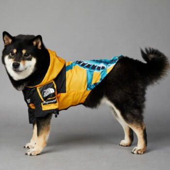 Sweat à capuche pour chien The North Face - 2025 - Vêtement et accessoires pour chiens - Doglovedesign