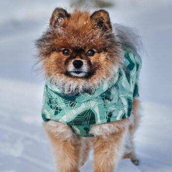 Sweat à capuche pour chien | 2024