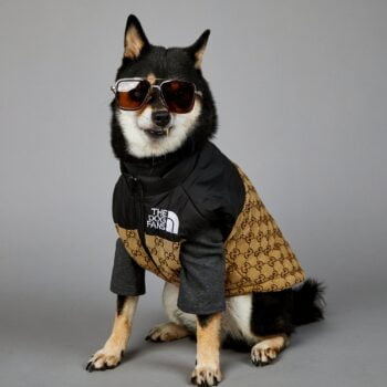 Veste pour chien Pawcci - 2025 - Vêtement et accessoires pour chiens - Doglovedesign