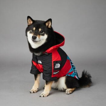 Sweat à capuche pour chien The North Face - 2025 - Vêtement et accessoires pour chiens - Doglovedesign