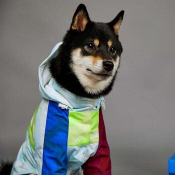 Sweat à capuche pour chien The North Face | 2024