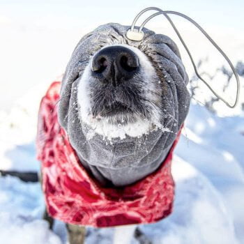 Sweat à capuche pour chien | 2024