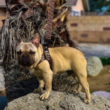 Laisse et Harnais Fendi Noir et Blanc - Élégance Canine | 2024