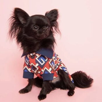 T-shirt pour chien Gucci | 2025