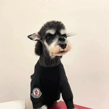 Pull pour chien Moncler | 2025