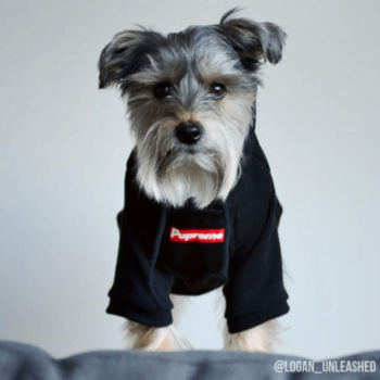 Sweat à capuche pour chien Supreme | 2024