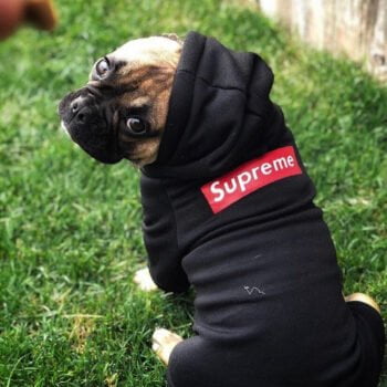 Sweat à capuche pour chien Supreme | 2024