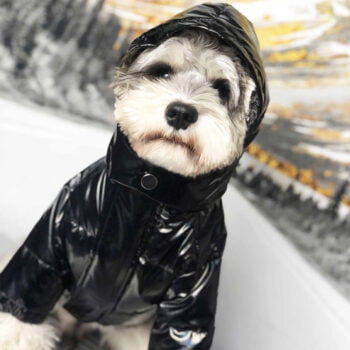 Veste pour chien Moncler | 2024