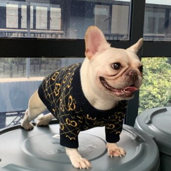 Pull pour chien Gucci | 2024