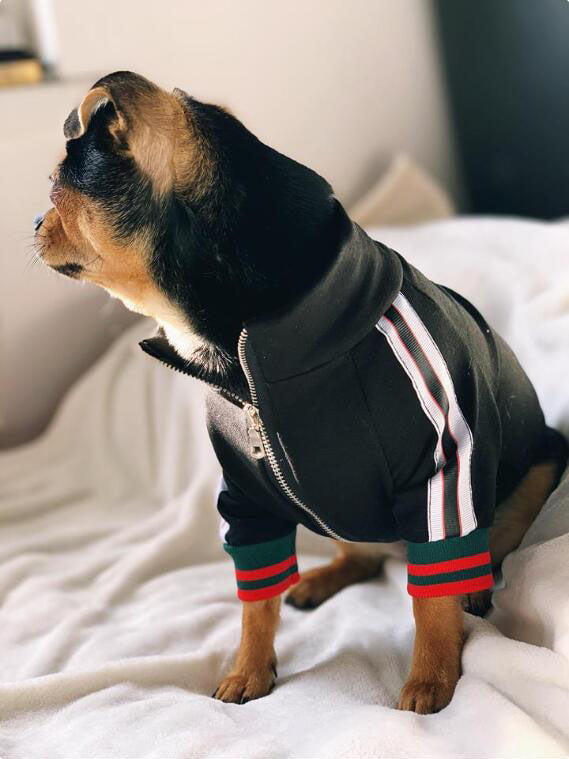 Veste pour chien Fendi | 2024