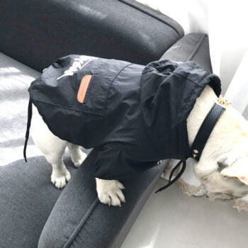 Sweat à capuche pour chien Stussy | 2024