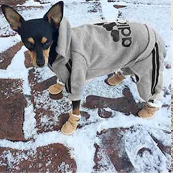 Sweat à capuche pour chien Adidas | 2024