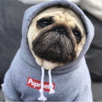 Sweat à capuche pour chien Supreme | 2024