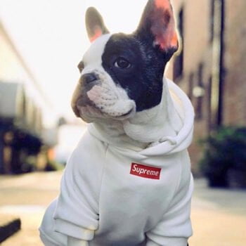 Sweat à capuche pour chien Supreme | 2024