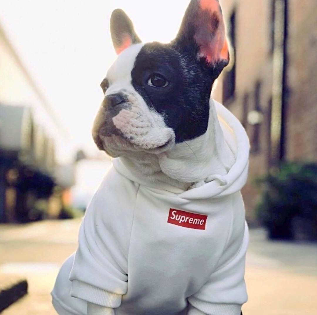 Sweat à capuche pour chien Supreme | 2024