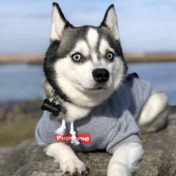 Sweat à capuche pour chien Supreme | 2024