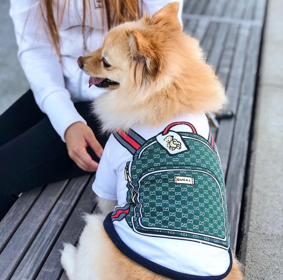 T-shirt pour chien Gucci | 2024