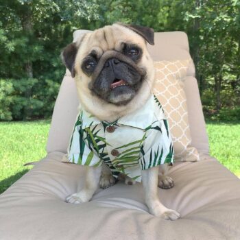 Chemise hawaienne pour chien - 2025 - Vêtement et accessoires pour chiens - Doglovedesign