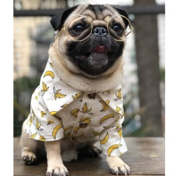 Chemise hawaienne pour chien - 2025 - Vêtement et accessoires pour chiens - Doglovedesign