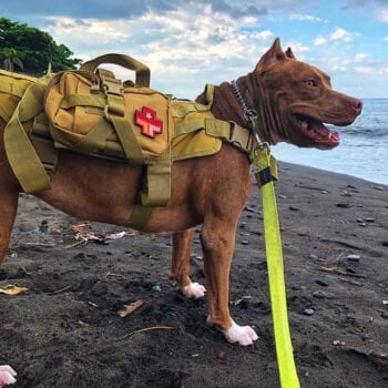 Accessoires de Luxe pour Chiens : Harnais Militaire | 2025