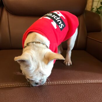 Sweat à capuche pour chien Louis Pawtton | 2024