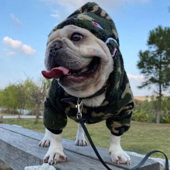 Sweat à capuche pour chien Bape | 2024